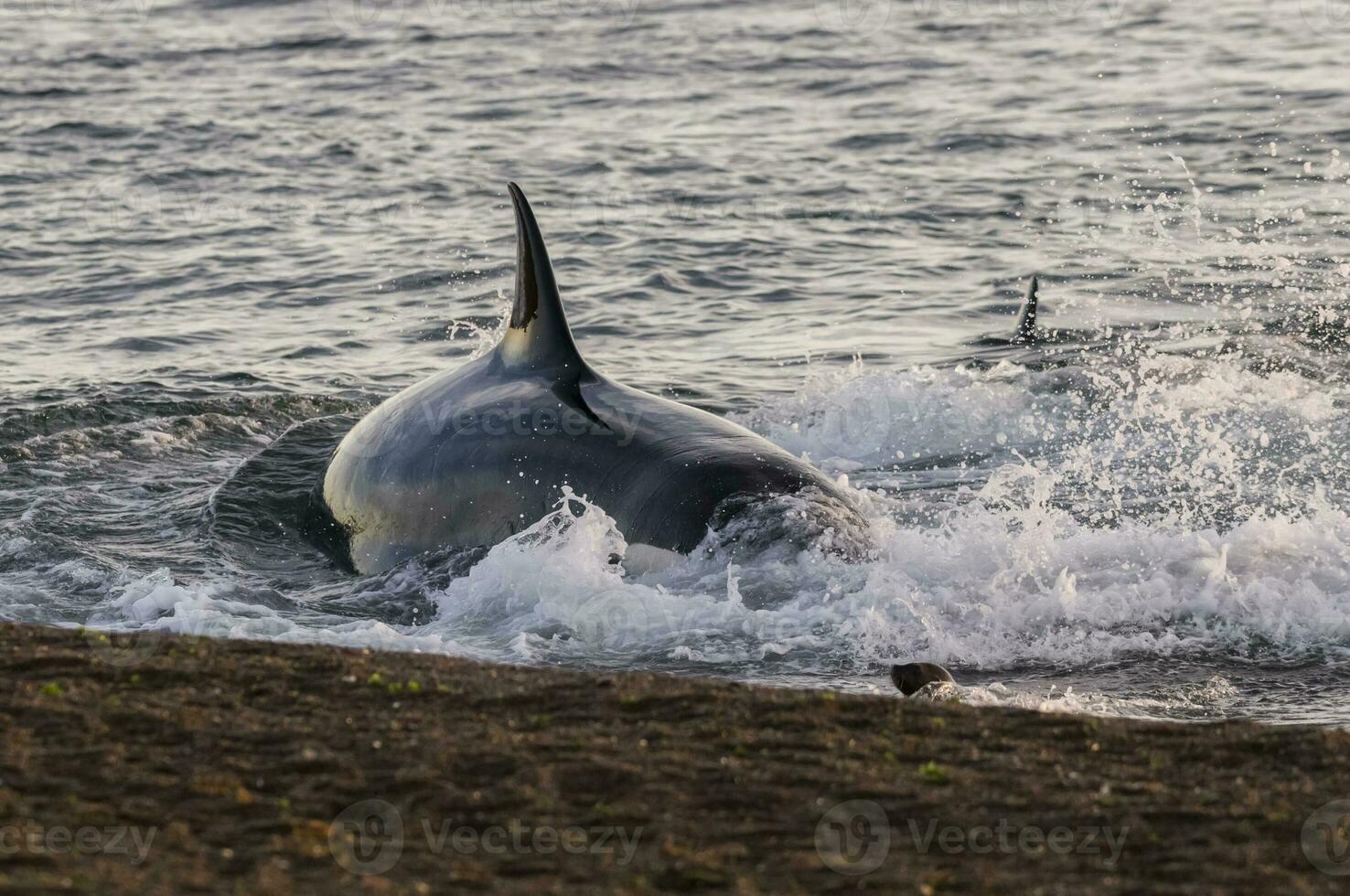 Orca attacking sea lions, Patagonia Argentina photo