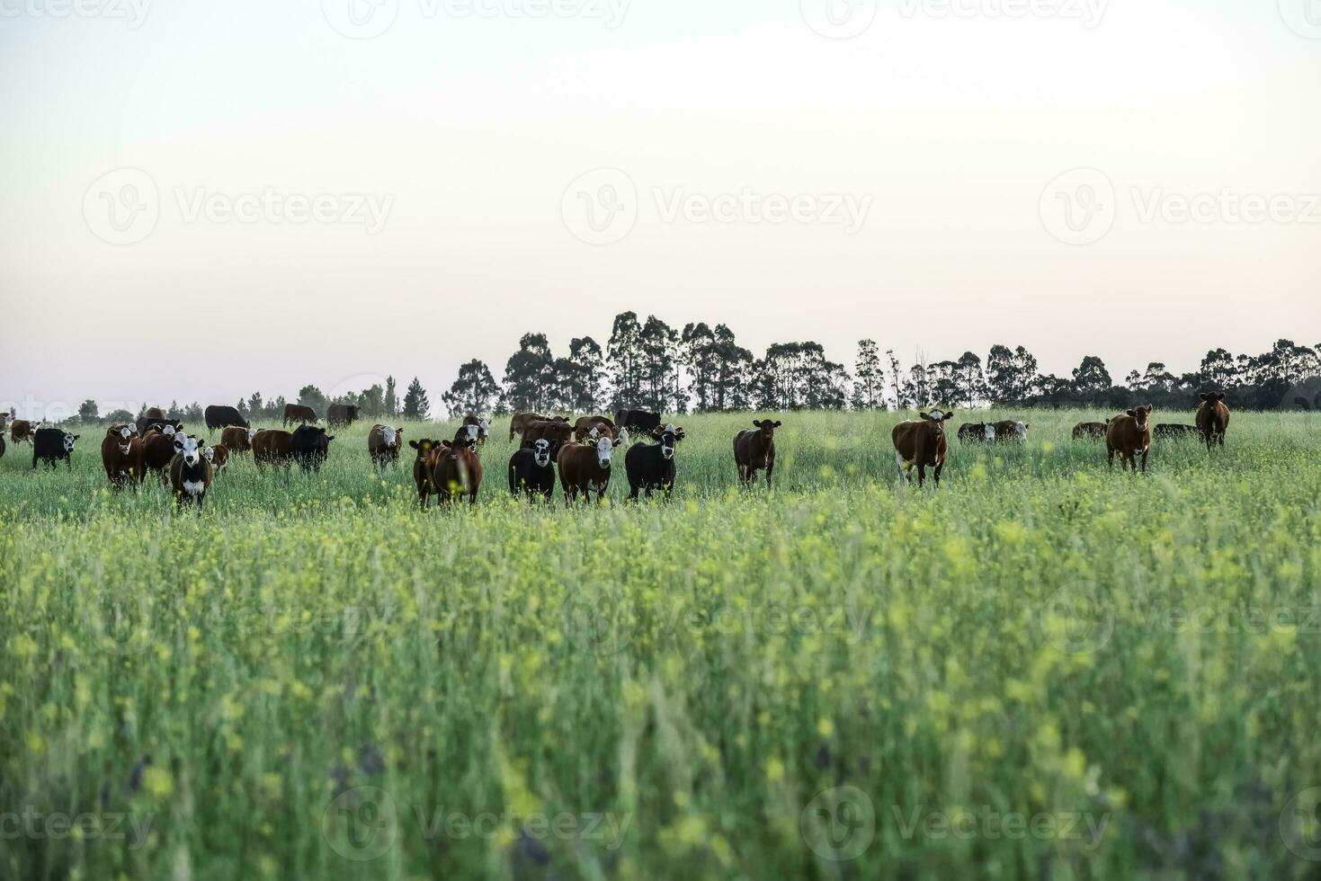 Cattle in Argentine countryside, Buenos Aires Province, Argentina. photo