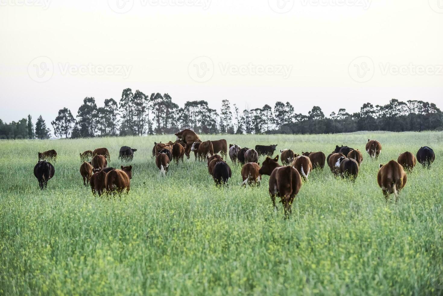 Cattle in Argentine countryside, Buenos Aires Province, Argentina. photo