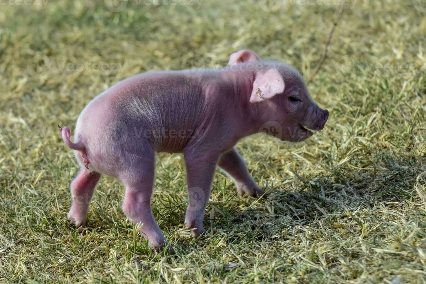 Piglet newborn baby, in farm landscape. photo