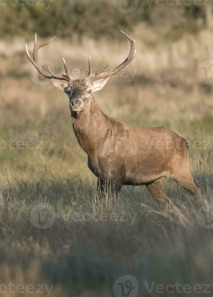 Red deer male, during rut, La Pampa, Argentina, Parque Luro Nature Reserve photo