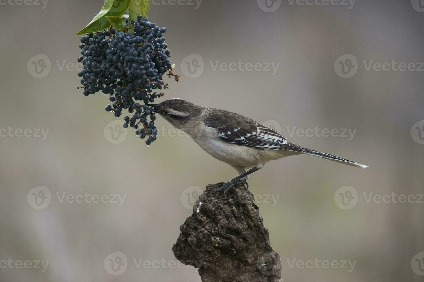 White banded Mockingbird, Patagonia, Argentina photo