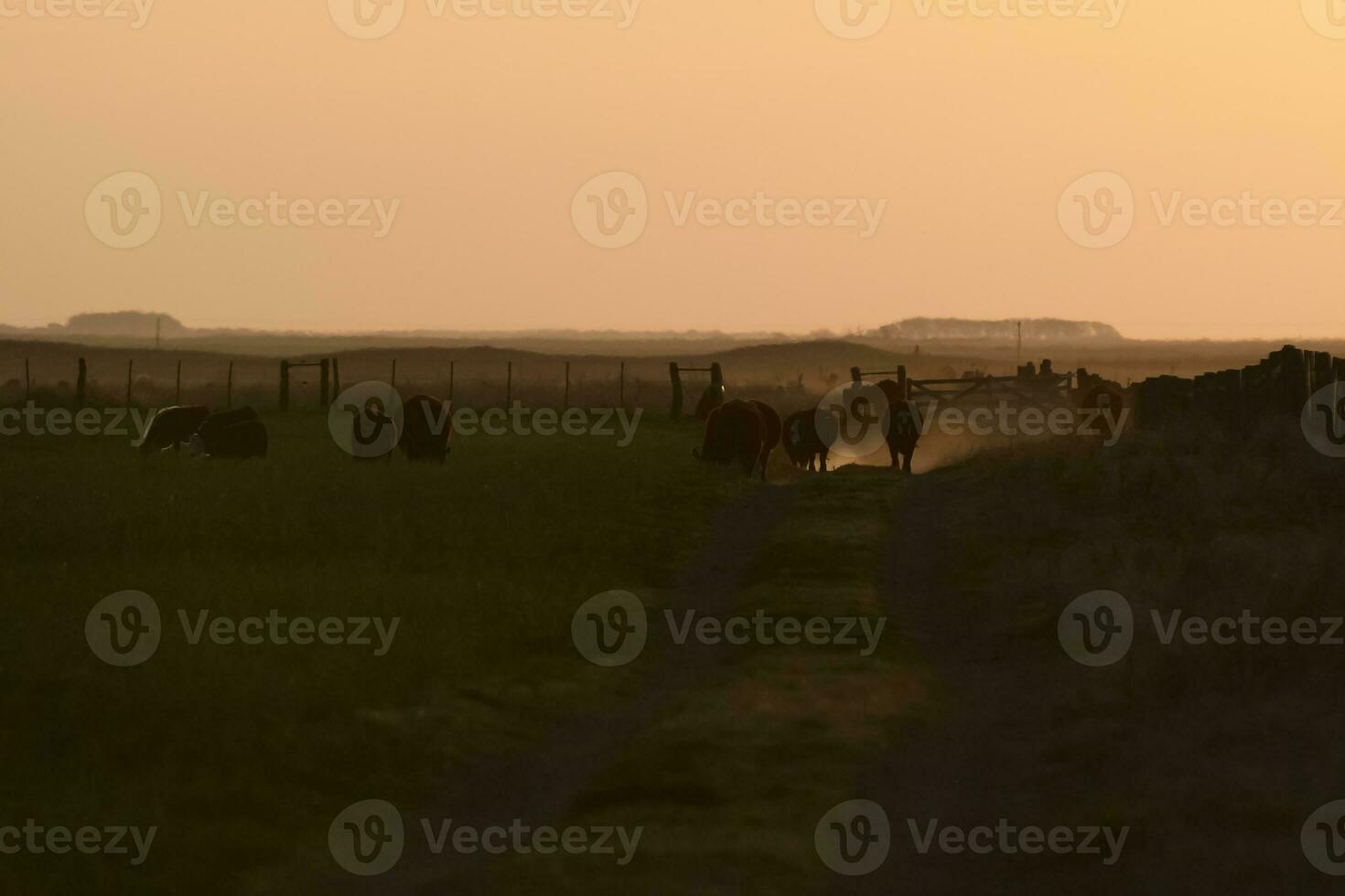 Pampas sunset landscape, La pampa, Argentina photo