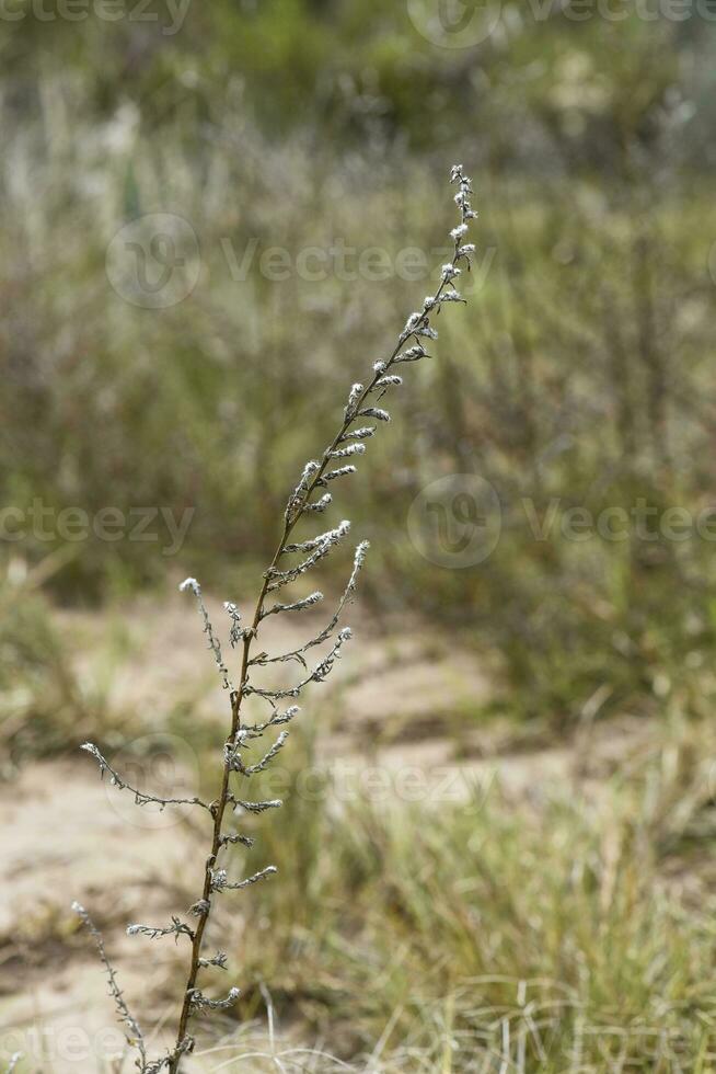 Wild flowers in semi desertic environment, Calden forest, La Pampa Argentina photo