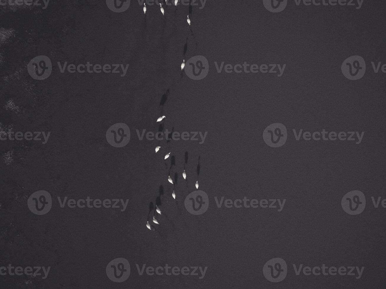Flock of birds , Aerial View photo