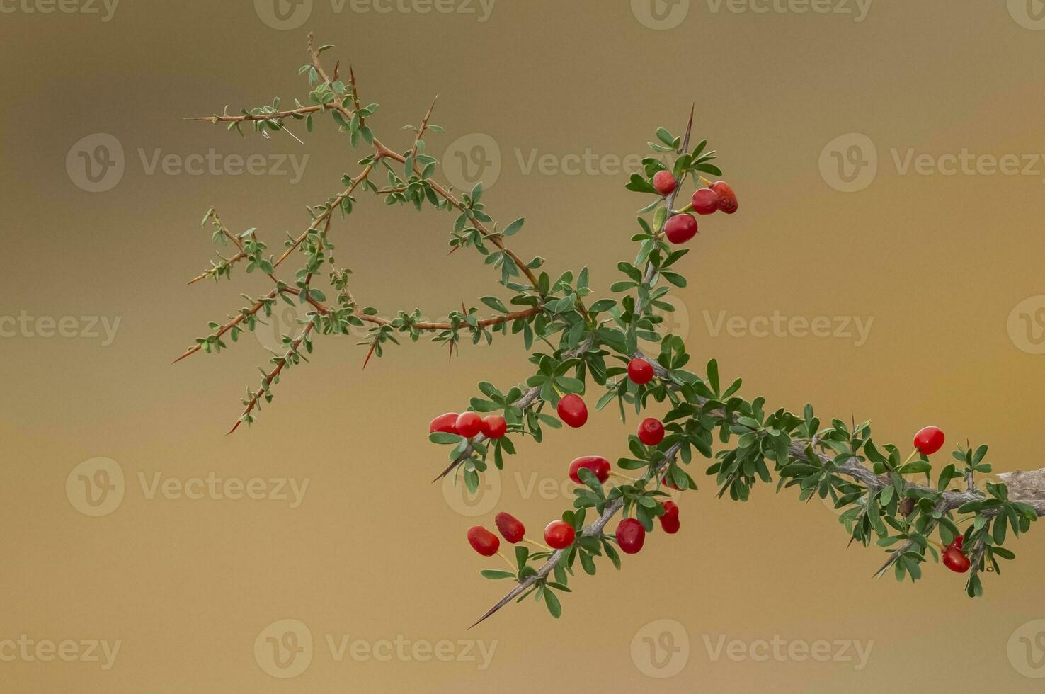 Piquillin, endemic wild fruits in the Pampas forest, Patagonia, Argentina photo
