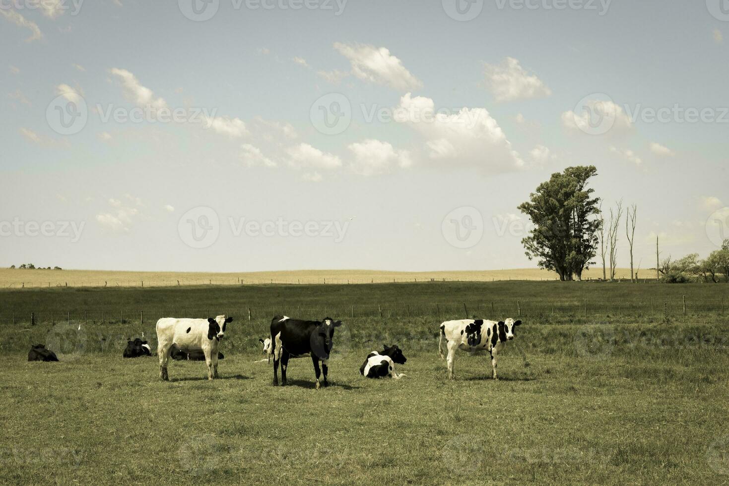 novillos alimentado en pastar, la pampa, argentina foto