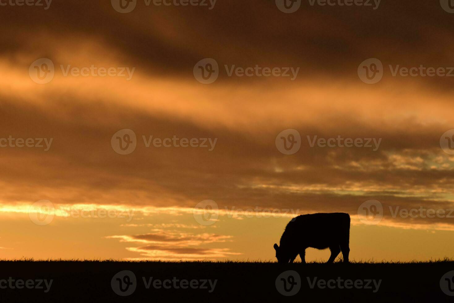 Steers fed with natural grass, Pampas, Argentina photo