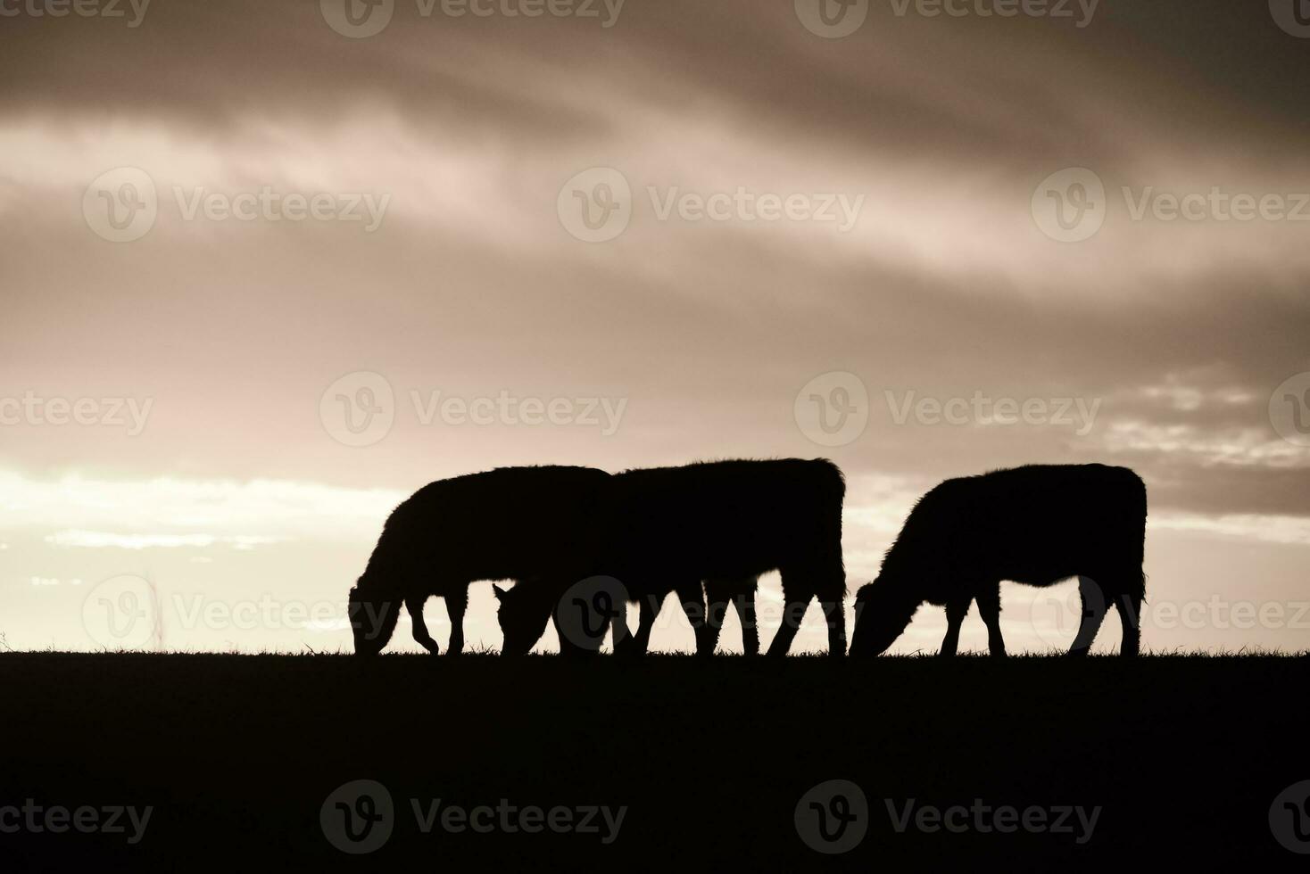 vacas alimentado césped, en campo, pampa, patagonia,argentina foto