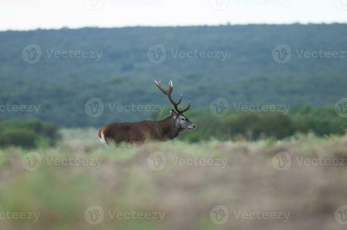 Red deer in Calden Forest environment, La Pampa, Argentina, Parque Luro, Nature Reserve photo