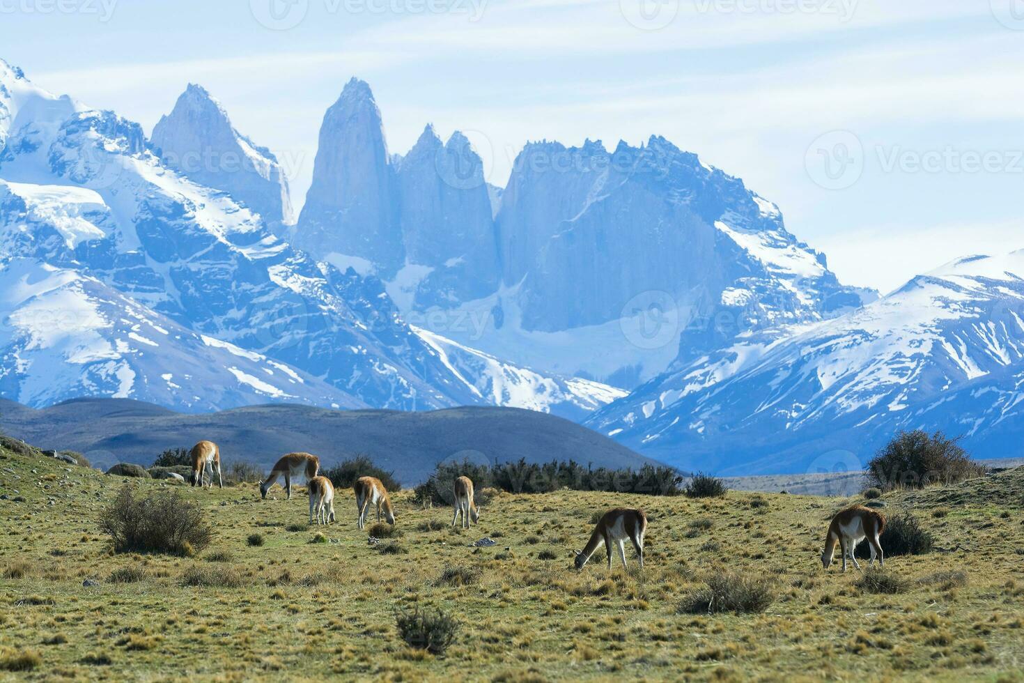 Guanacos grazing,Torres del Paine National Park, Patagonia, Chile. photo