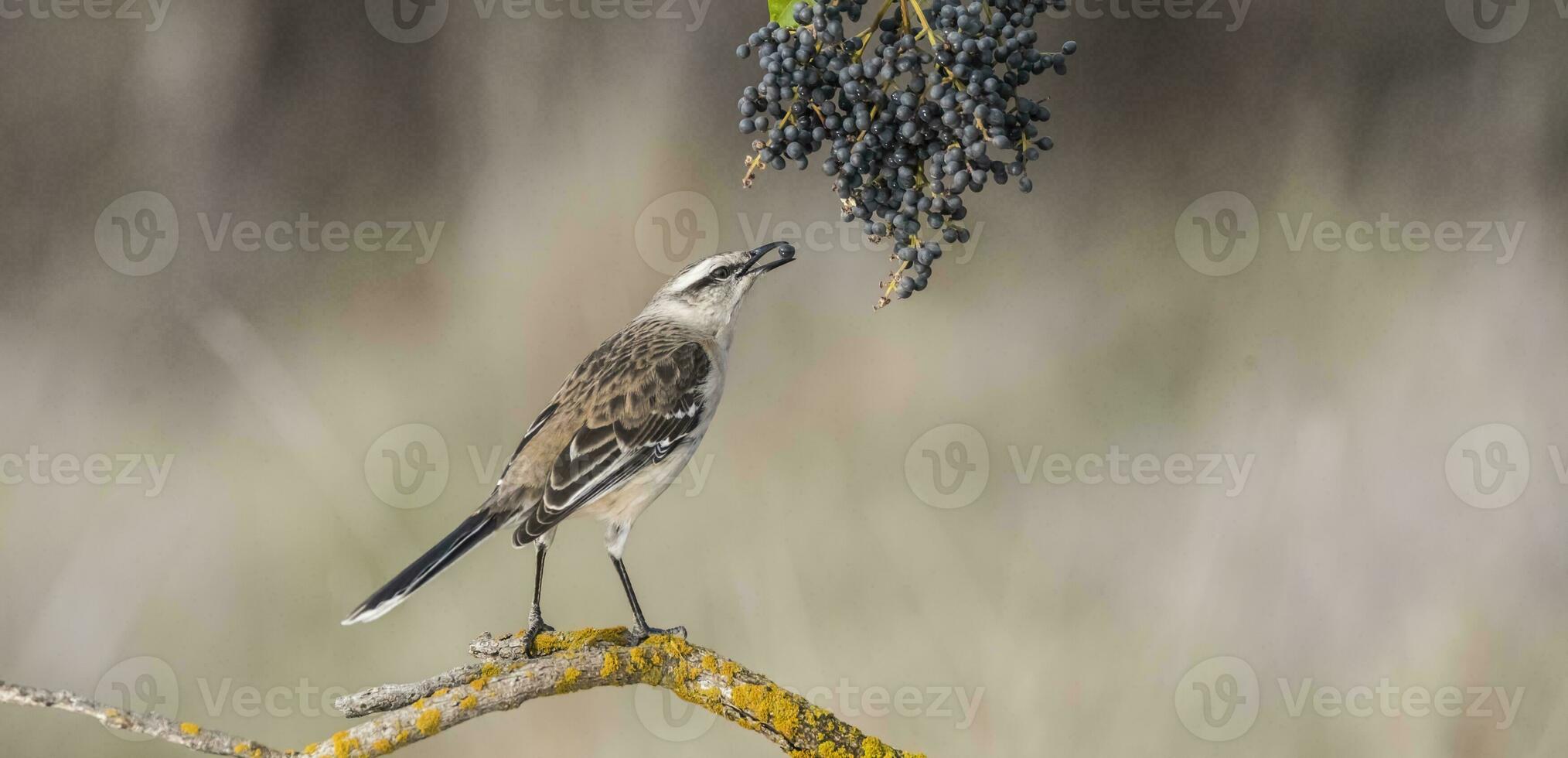 White banded Mockingbird, Patagonia, Argentina photo