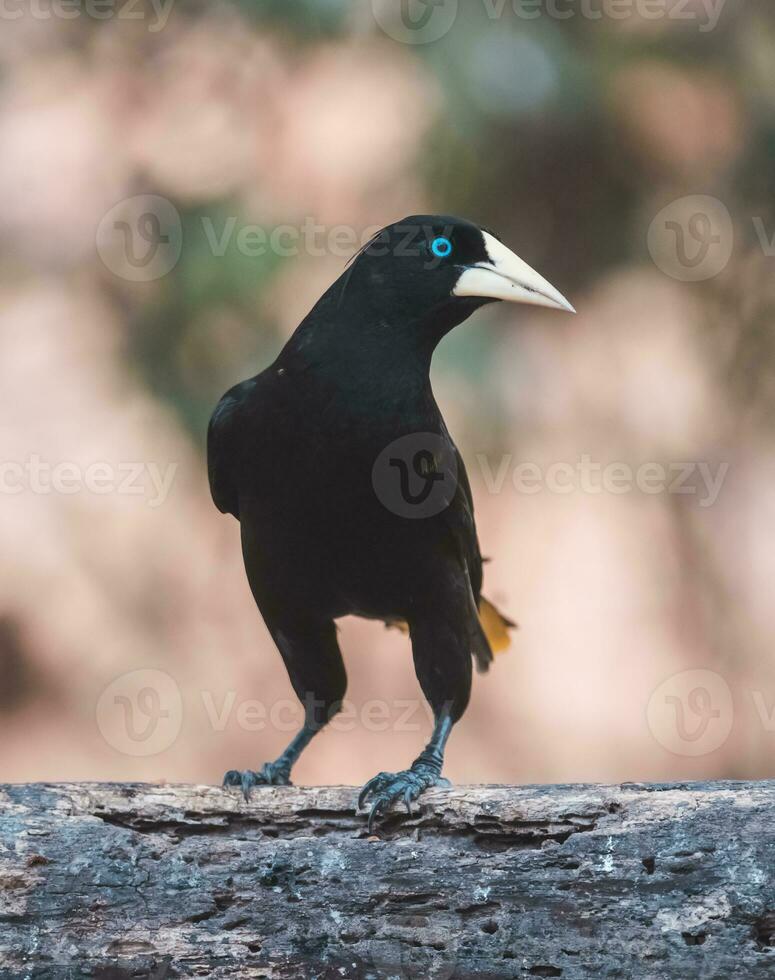 Yellow rumped cacique, Cacicus cela, Pantanal Brazil photo