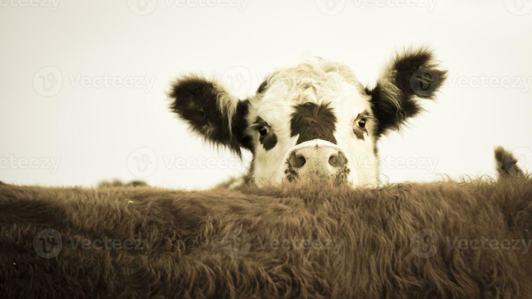 Steers fed on natural grass, Buenos Aires Province, Argentina photo