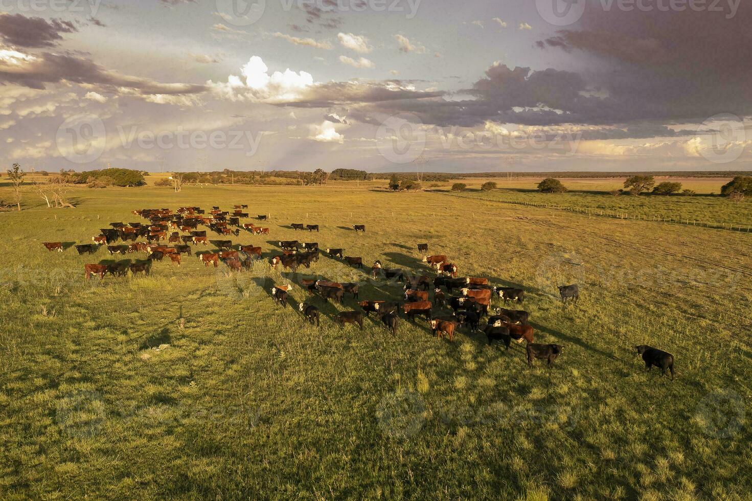 Aerial view of a troop of steers for export, cattle raised with natural pastures in the Argentine countryside. photo