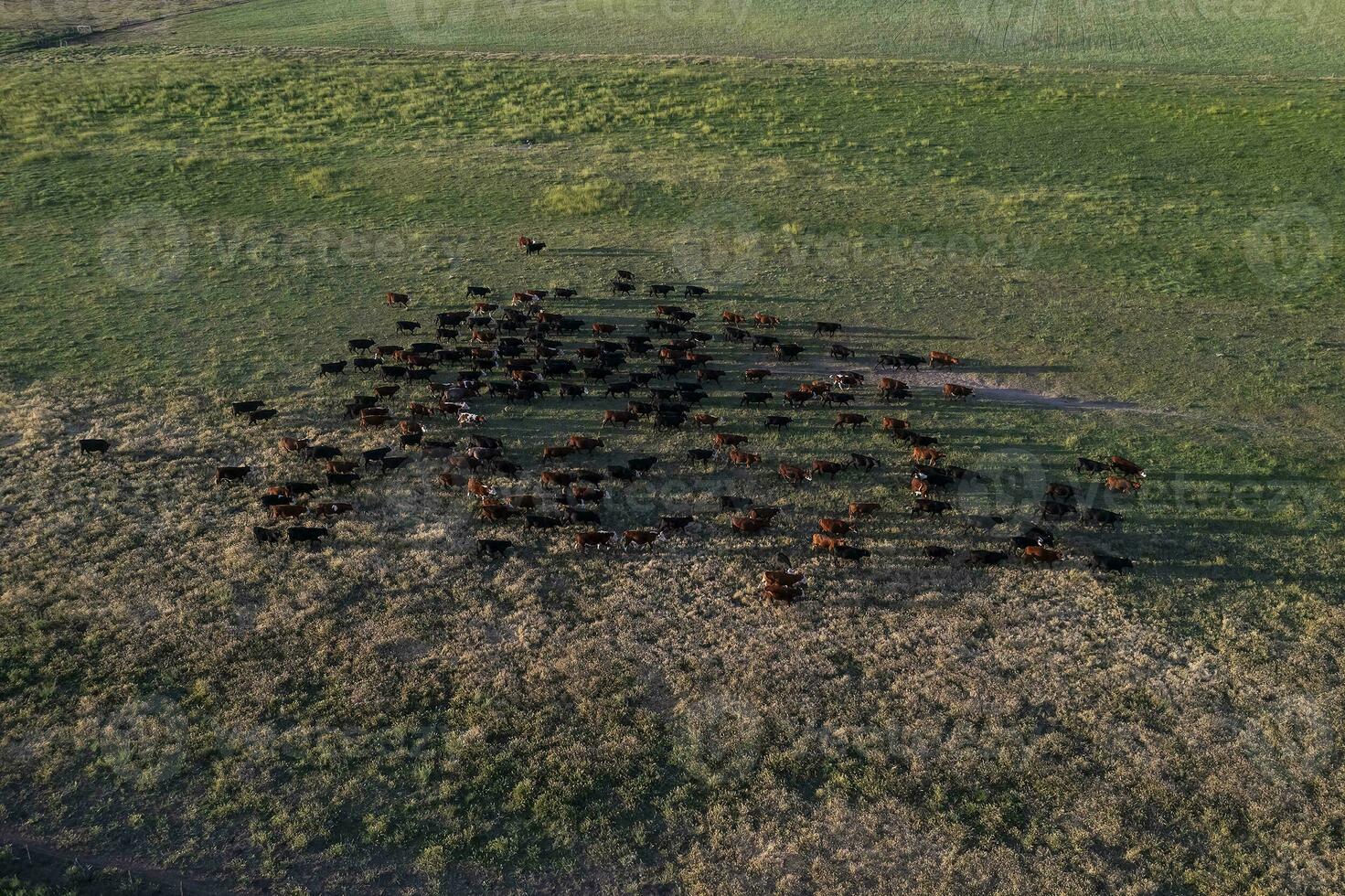 Aerial view of a troop of steers for export, cattle raised with natural pastures in the Argentine countryside. photo