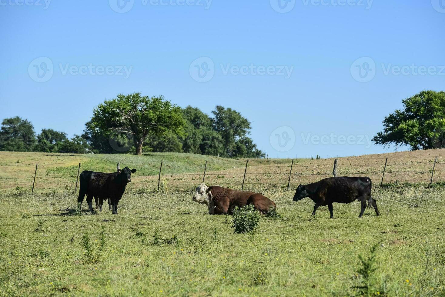 Cattle in Argentine countryside, La Pampa Province, Argentina. photo