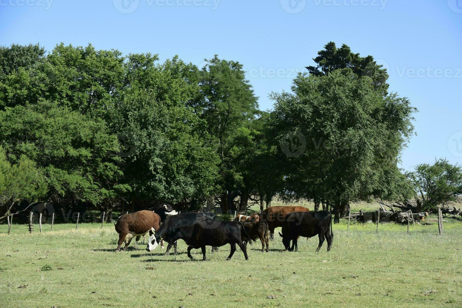 vacas en argentino campo, buenos aires provincia, argentina. foto