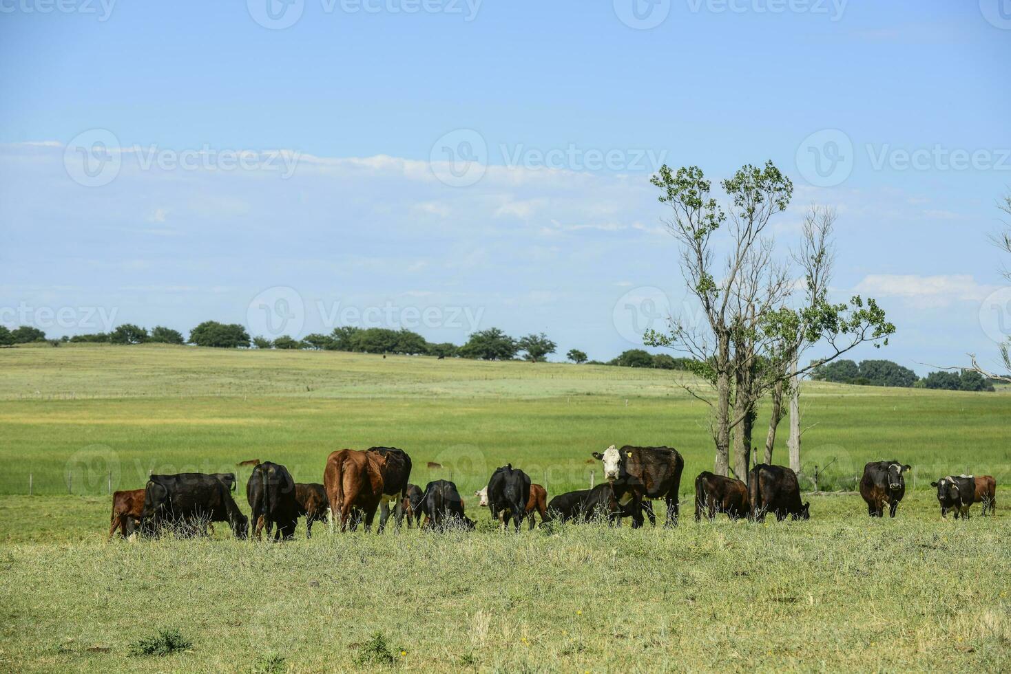 Cattle in Argentine countryside, Buenos Aires Province, Argentina. photo