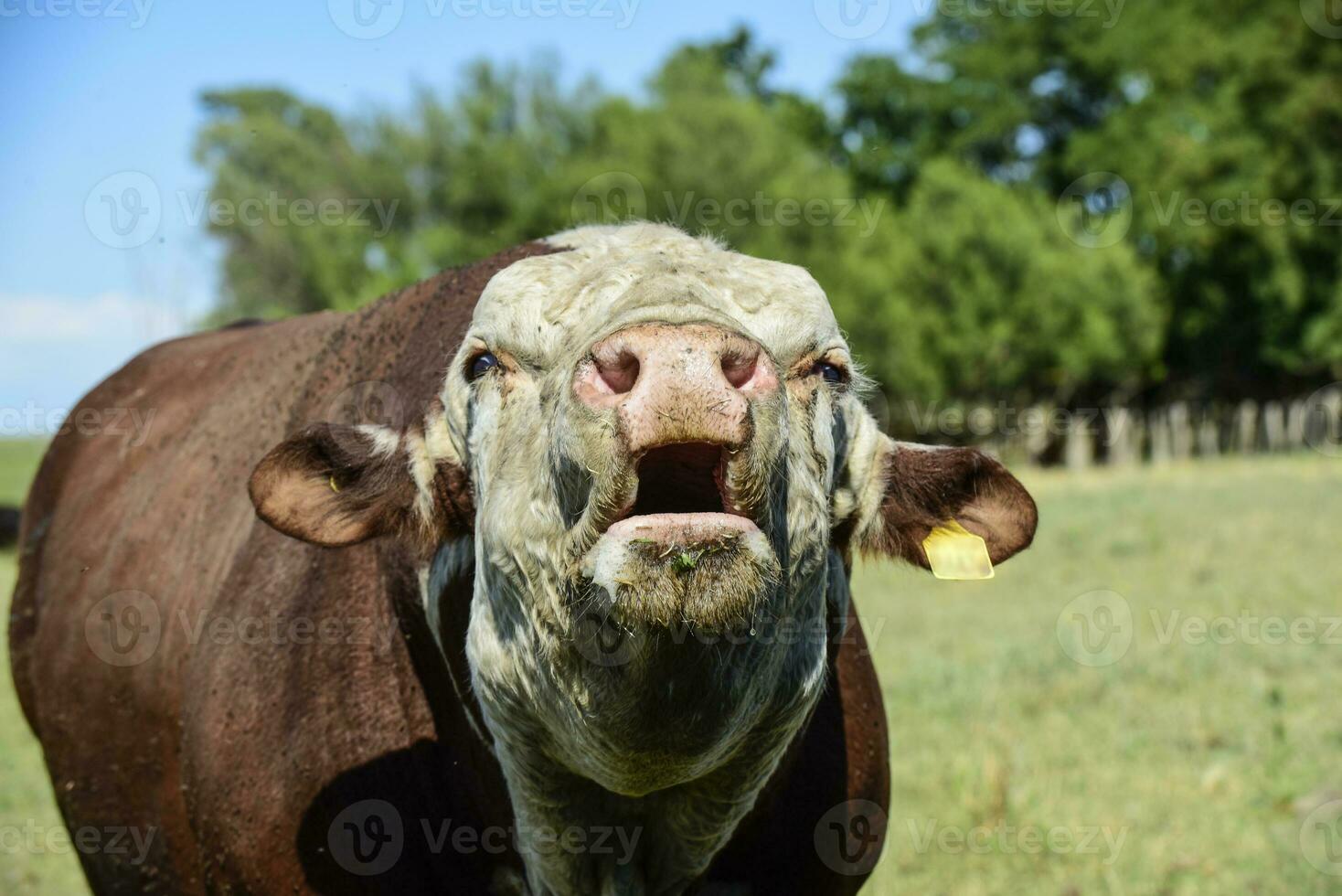 Bull moaning in Argentine countryside, La Pampa, Argentina photo