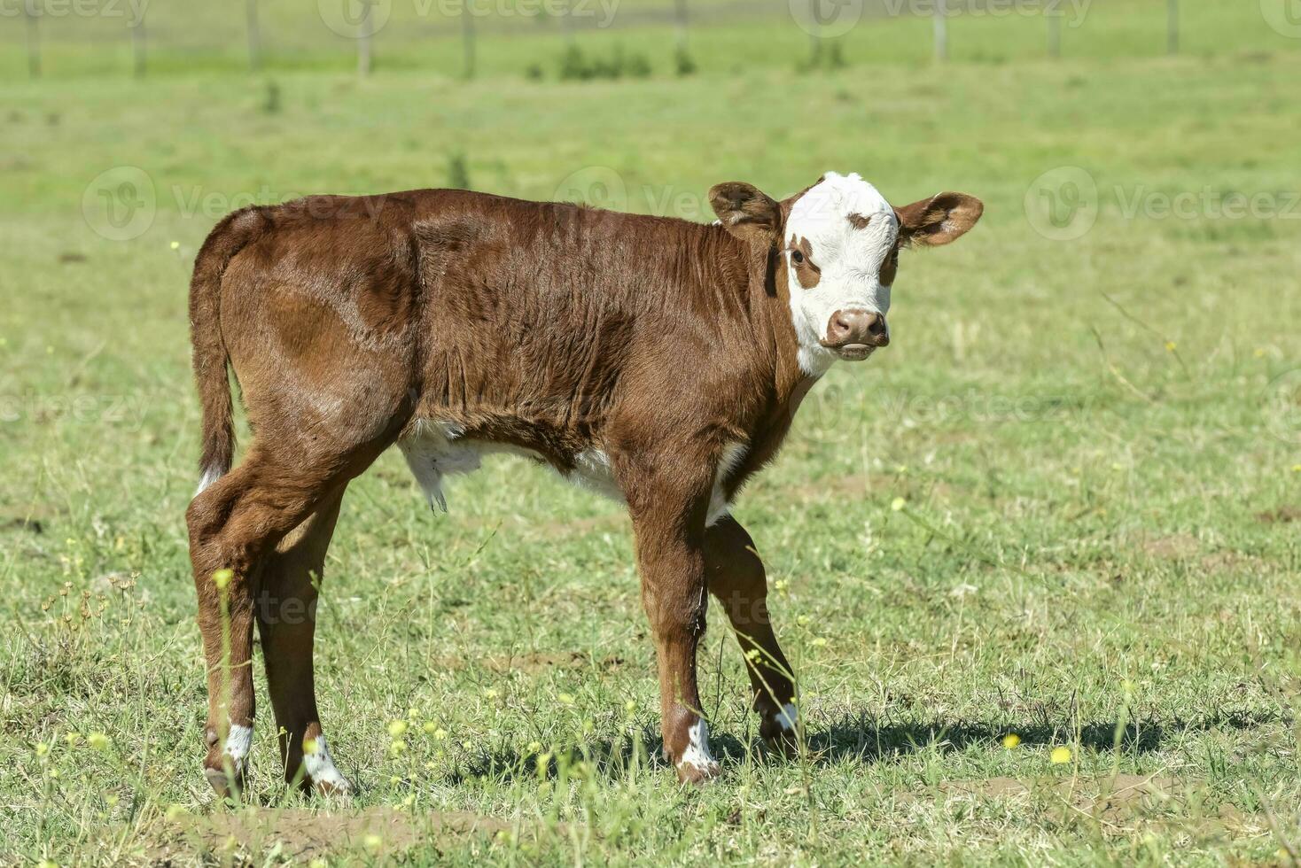 Cattle in Argentine countryside, Buenos Aires Province, Argentina. photo