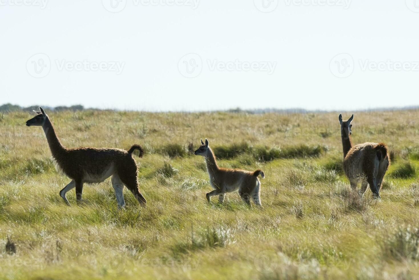 Guanacos in Pampas grassland environment, La Pampa province, Patagonia, Argentina. photo