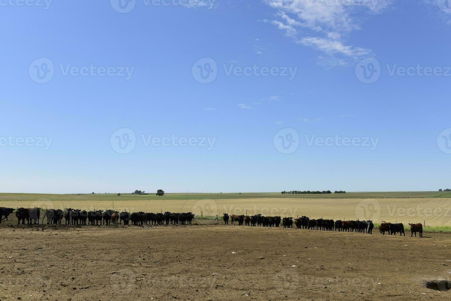 Cattle in Argentine countryside, Buenos Aires Province, Argentina. photo