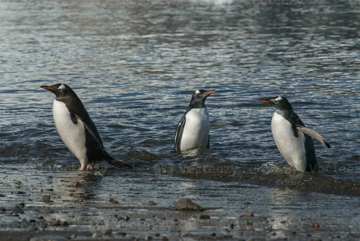 Gentoo Penguin,on an antarctic beach, Neko harbour,Antartica photo