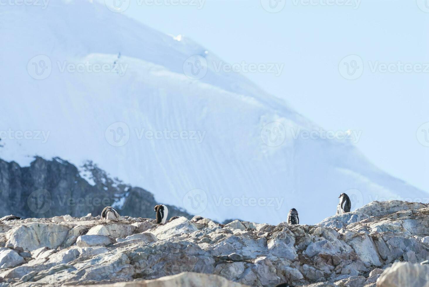 Gentoo Penguin,on an antarctic beach, Neko harbour,Antartica photo