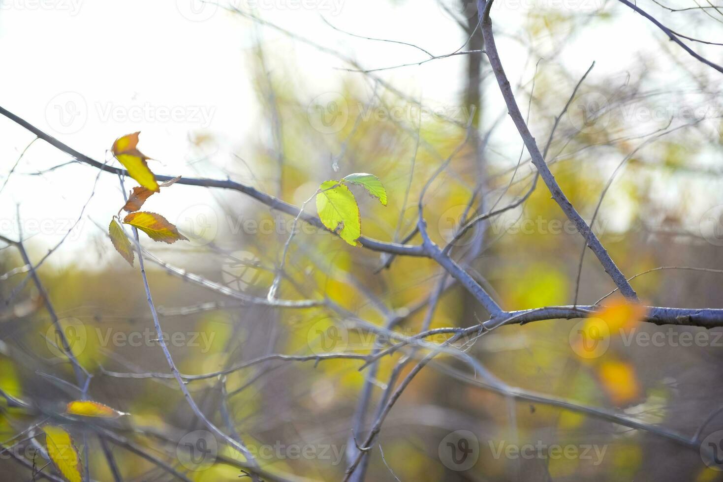 Autumn leaves in the forest, La Pampa Province, Patagonia, Argentina. photo