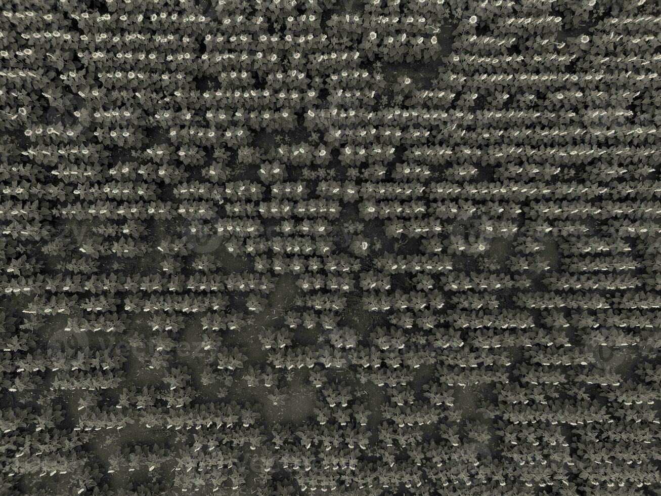 Sunflower cultivation, Aerial view, in pampas region, Argentina photo