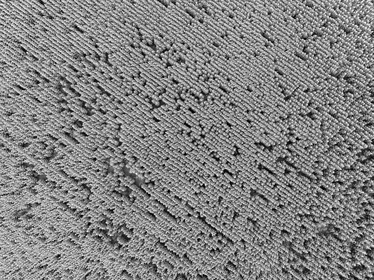 Sunflower cultivation, Aerial view, in pampas region, Argentina photo