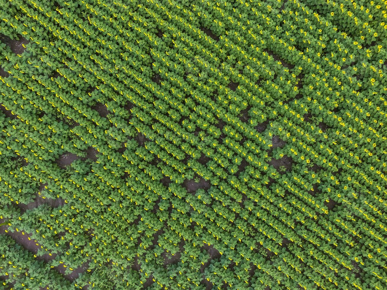 Sunflower cultivation, Aerial view, in pampas region, Argentina photo