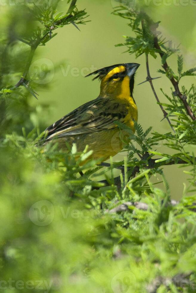 Yellow Cardinal, Gubernatrix cristata, Endangered species in La Pampa, Argentina photo