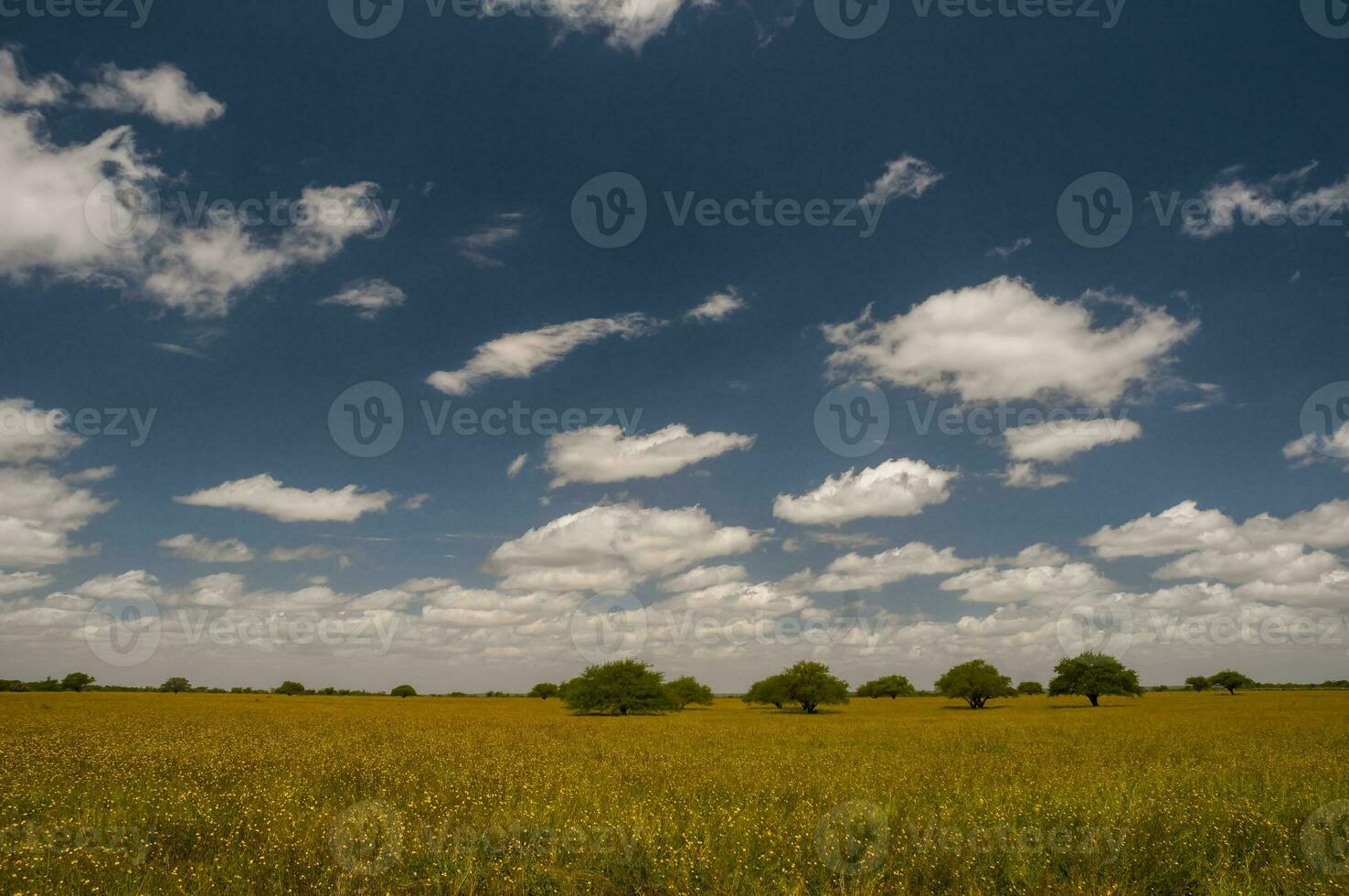 Pampas tree landscape, La Pampa province, Patagonia, Argentina. photo