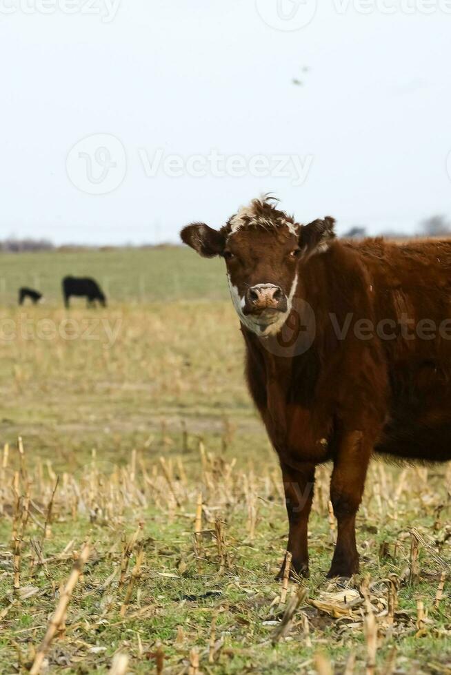 Cattle in Argentine countryside, Pampas, Argentina photo