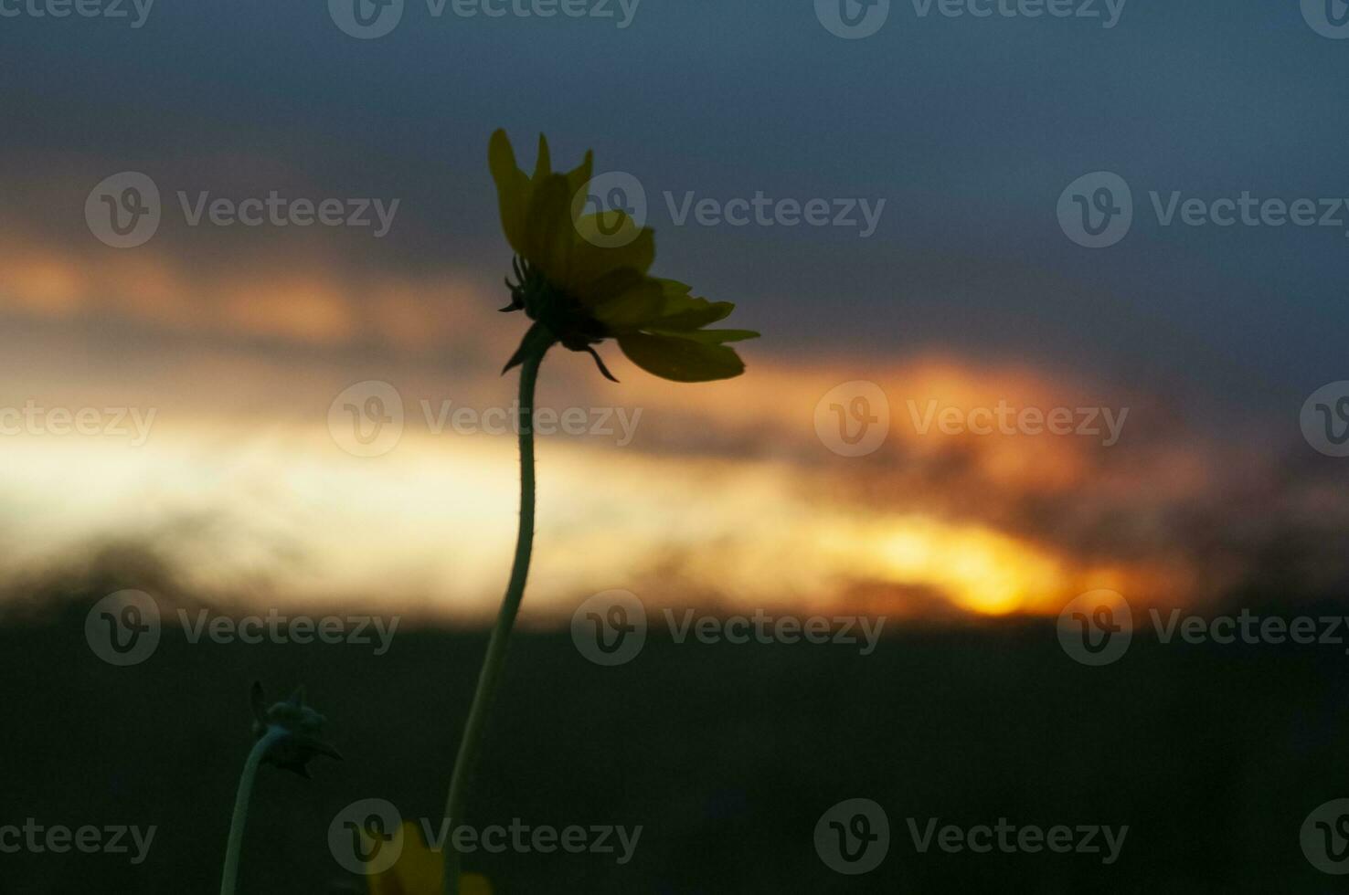 Wild flowers in semi desertic environment, Calden forest, La Pampa Argentina photo