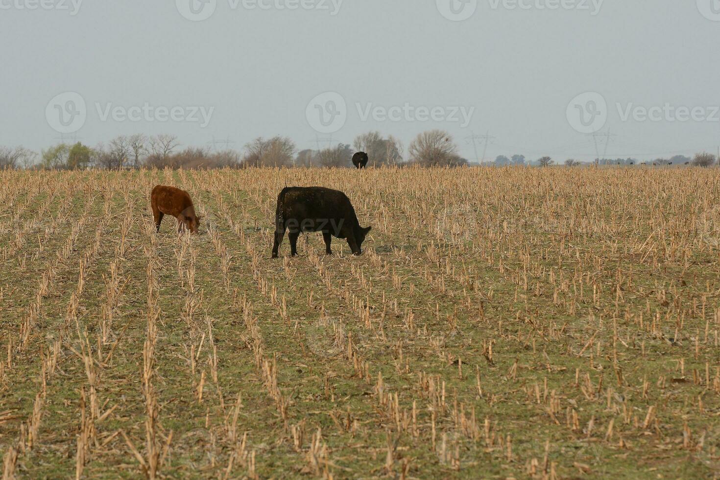 Cattle in Argentine countryside, Buenos Aires Province, Argentina. photo
