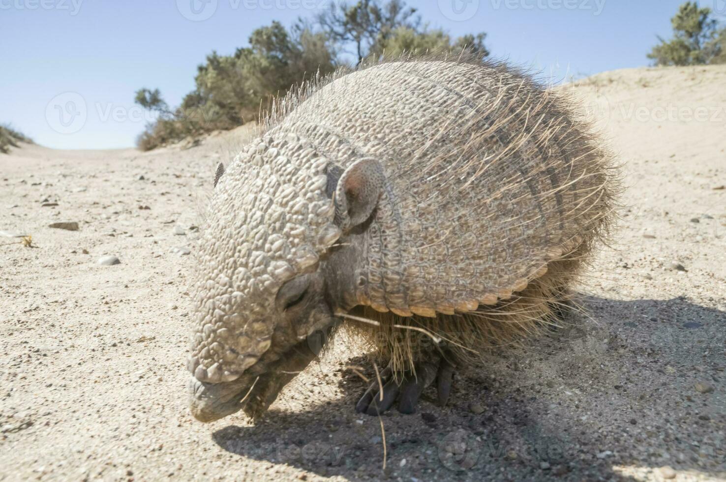 Hairy Armadillo, in desert environment, Peninsula Valdes, Patagonia, Argentina photo