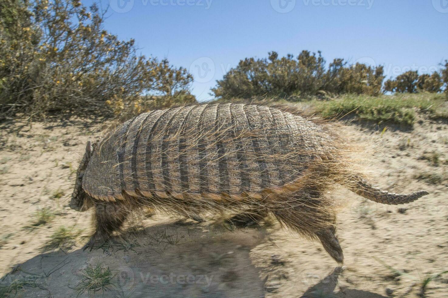 Armadillo in  desert environment, Peninsula Valdes, Patagonia, Argentina photo