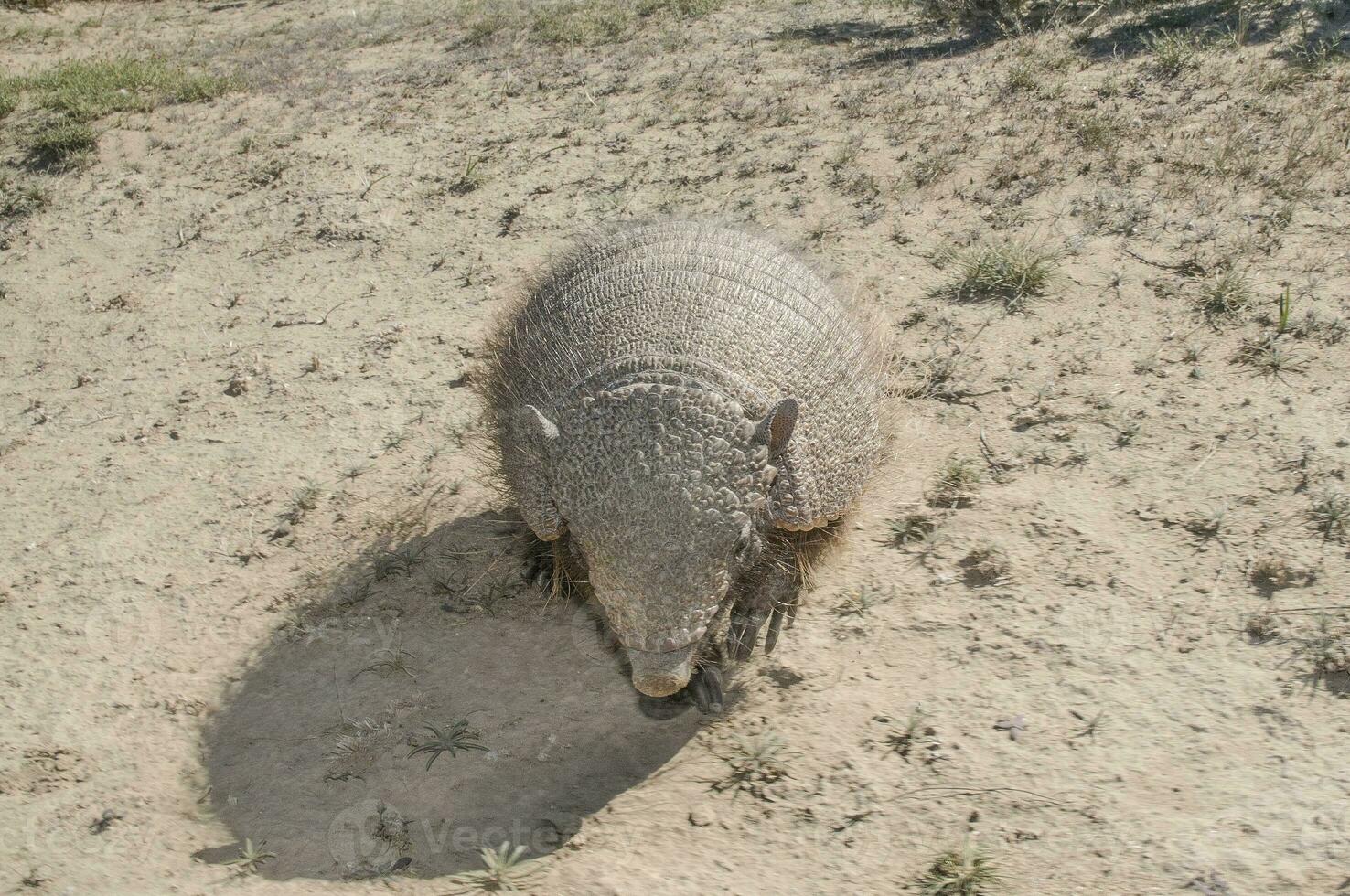 Armadillo in  desert environment, Peninsula Valdes, Patagonia, Argentina photo