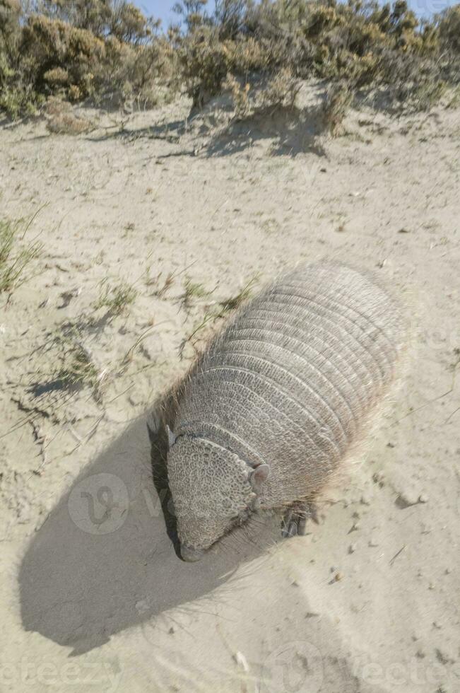 Armadillo in  desert environment, Peninsula Valdes, Patagonia, Argentina photo