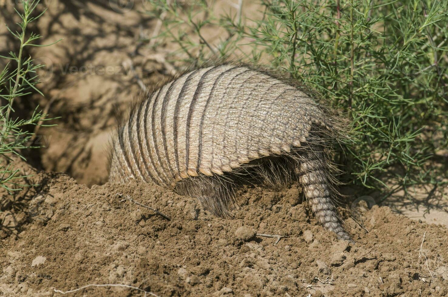 Armadillo digging his burrow, La Pampa , Patagonia, Argentina. photo