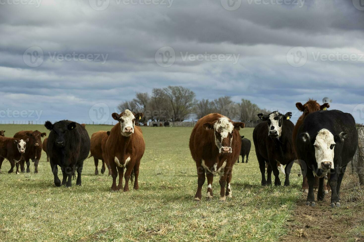 Cattle raising in  Argentine countryside, La Pampa Province, Argentina. photo