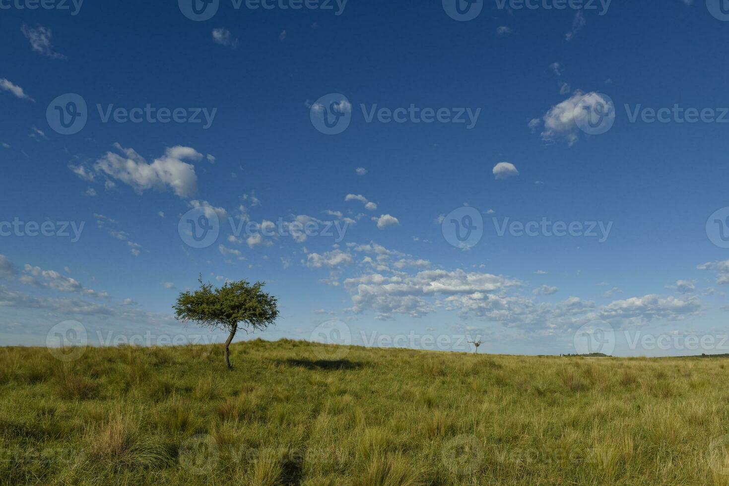 Pampas grass landscape, La Pampa province, Patagonia, Argentina. photo