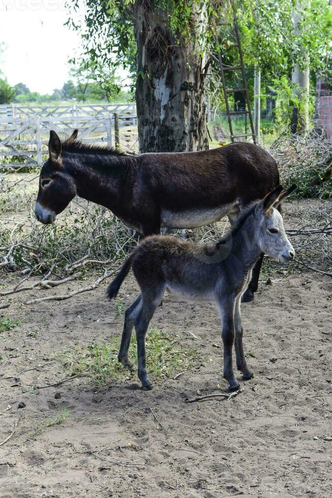 Donkey newborn baby in farm, Argentine Countryside photo