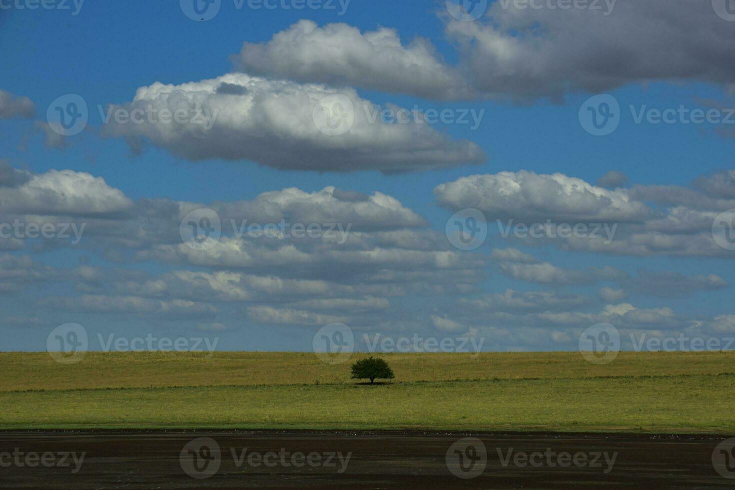 pampa árbol paisaje, la pampa provincia, Patagonia, argentina. foto