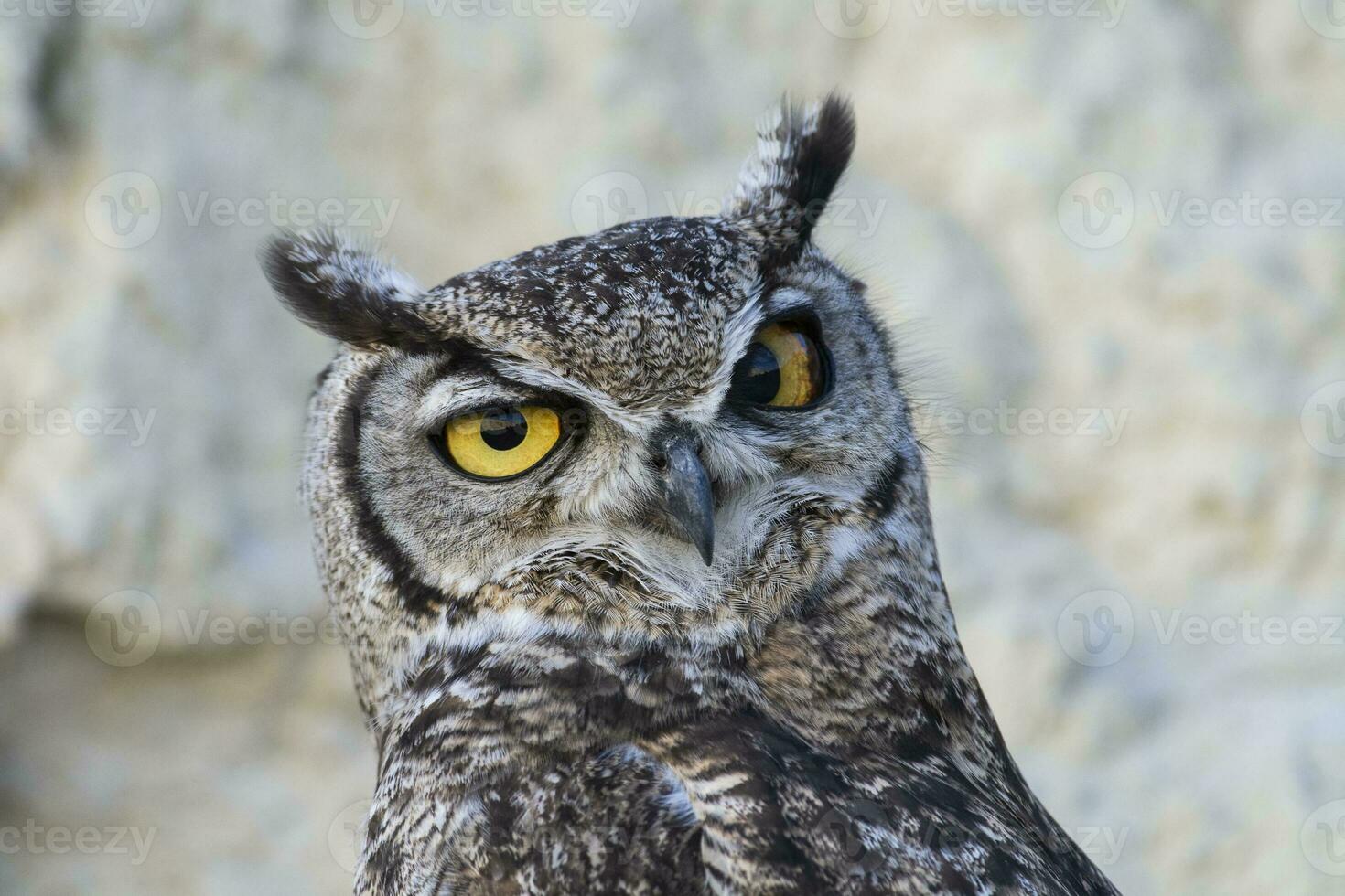 Great Horned Owl, Bubo virginianus nacurutu, Peninsula Valdes, Patagonia, Argentina. photo