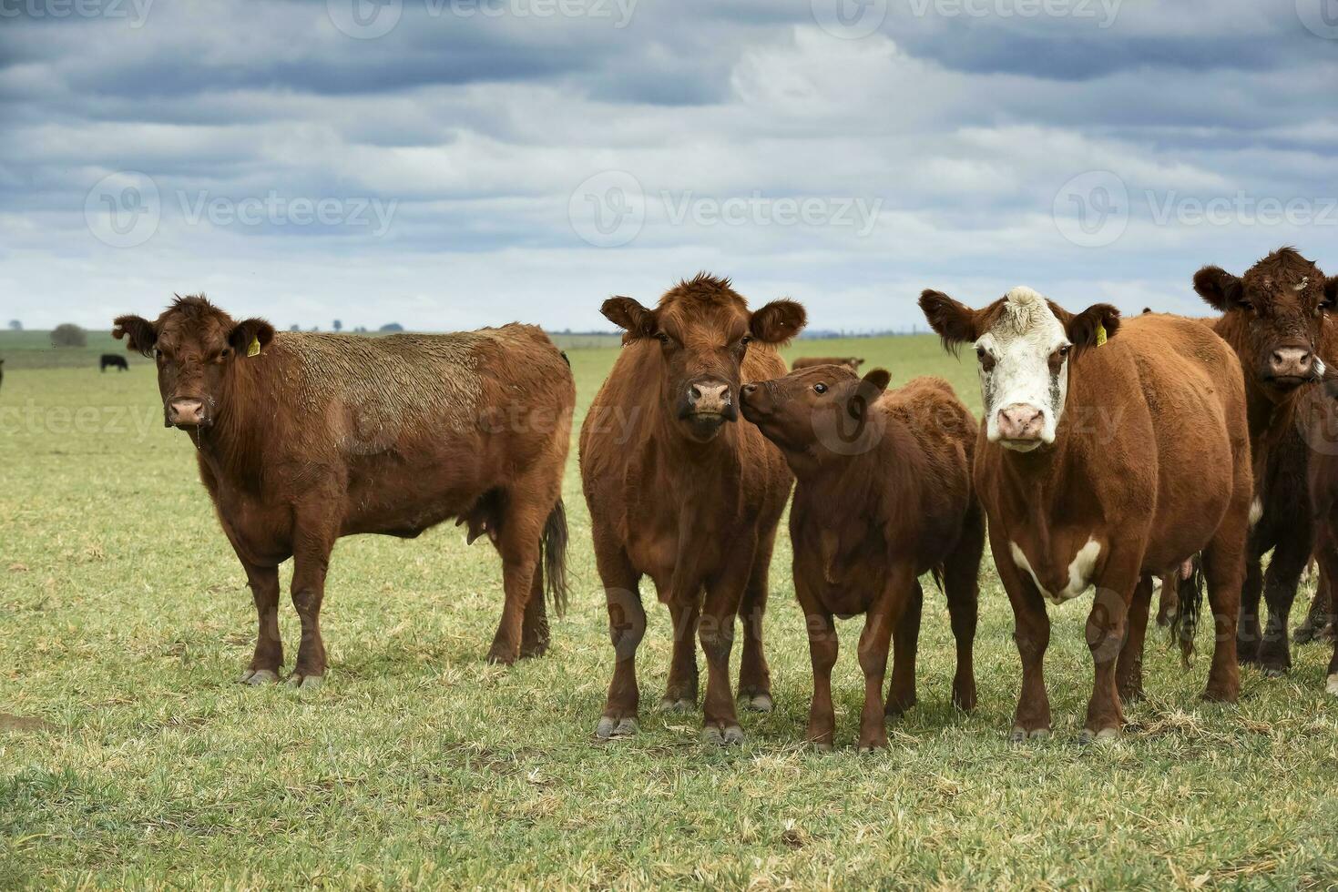 Group of cows looking at the camera, Buenos Aires Province, Argentina photo