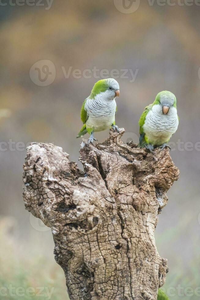 Parakeet,feeding on wild fruits, La Pampa, Patagonia, Argentina photo